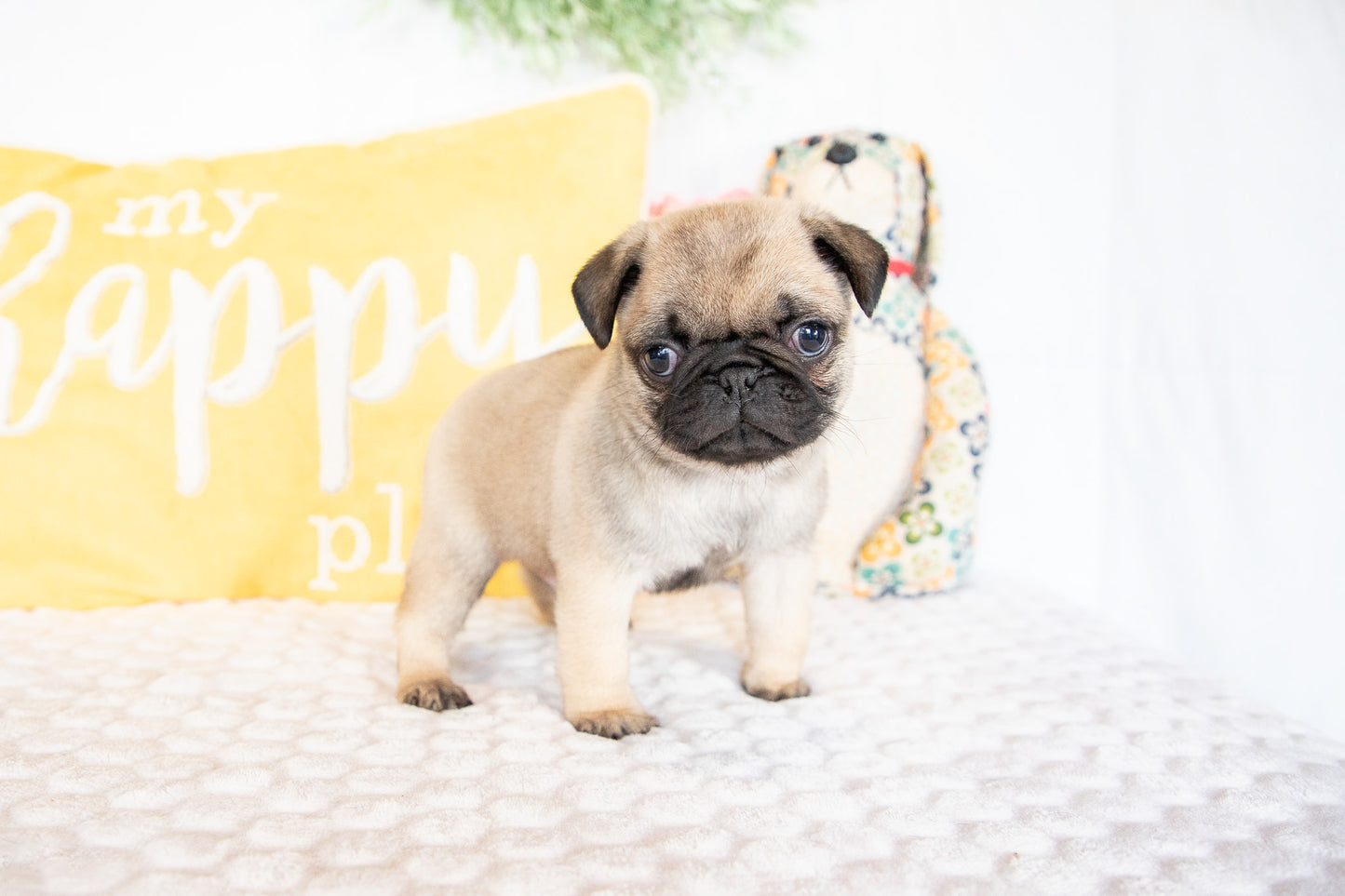 Gilbert-Pug Male