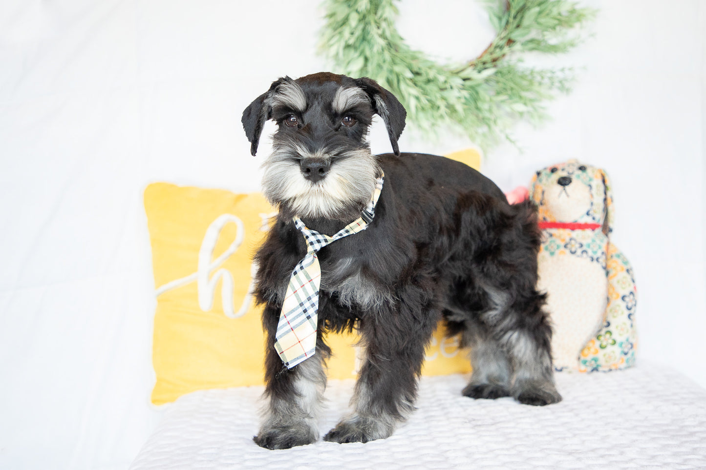 Kirby-Miniature Schnauzer Male