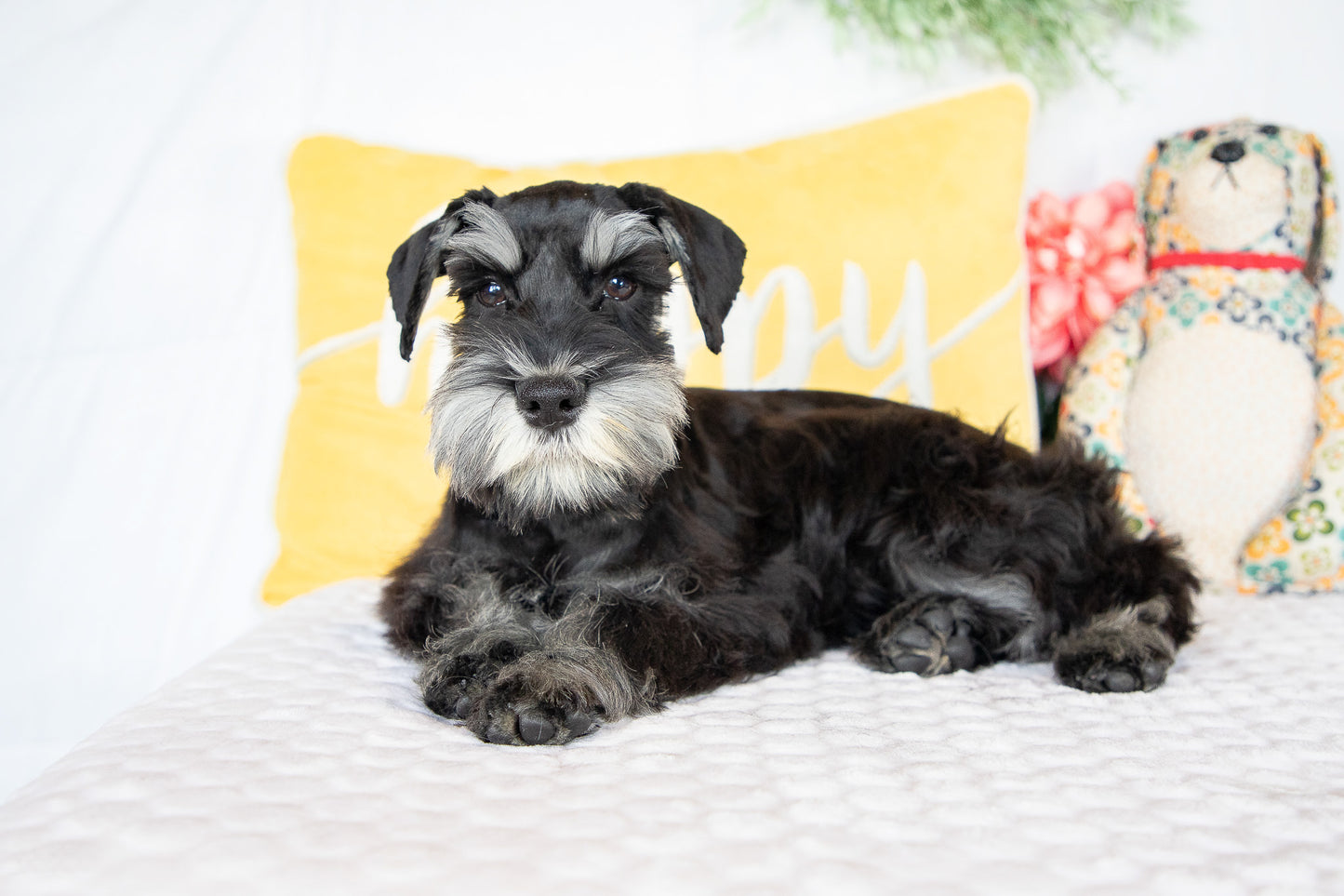 Kirby-Miniature Schnauzer Male