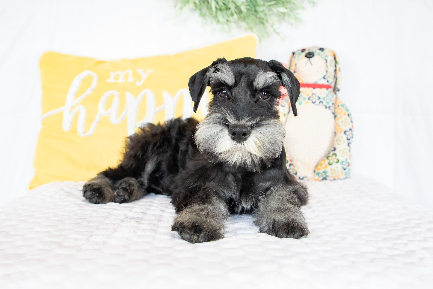 Kirby-Miniature Schnauzer Male