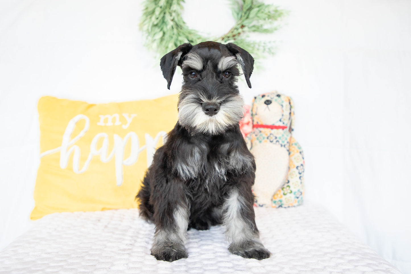 Kirby-Miniature Schnauzer Male