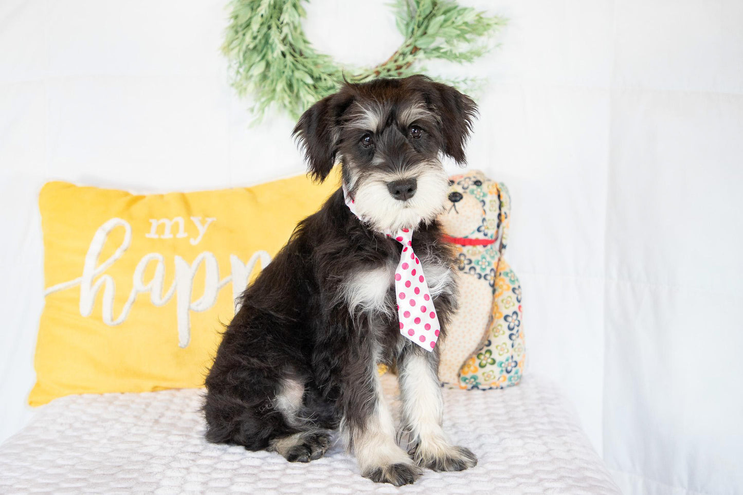 Koby-Miniature Schnauzer Male