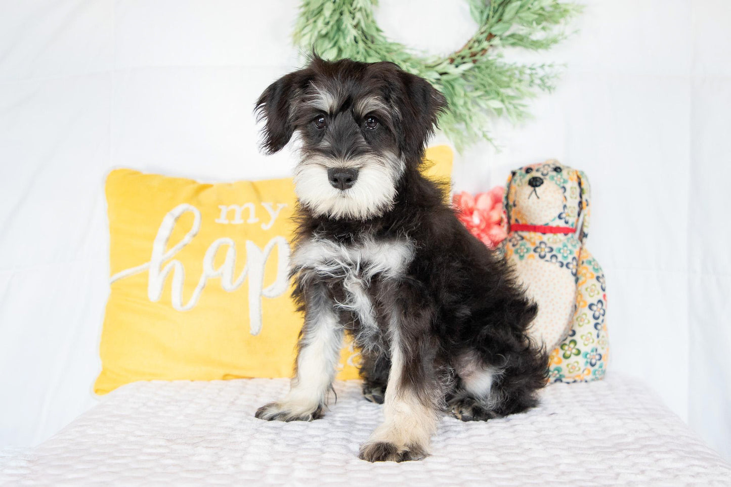 Koby-Miniature Schnauzer Male