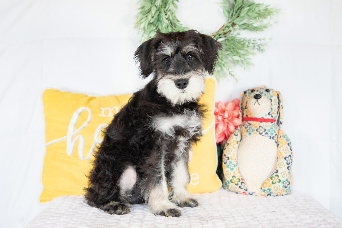Koby-Miniature Schnauzer Male