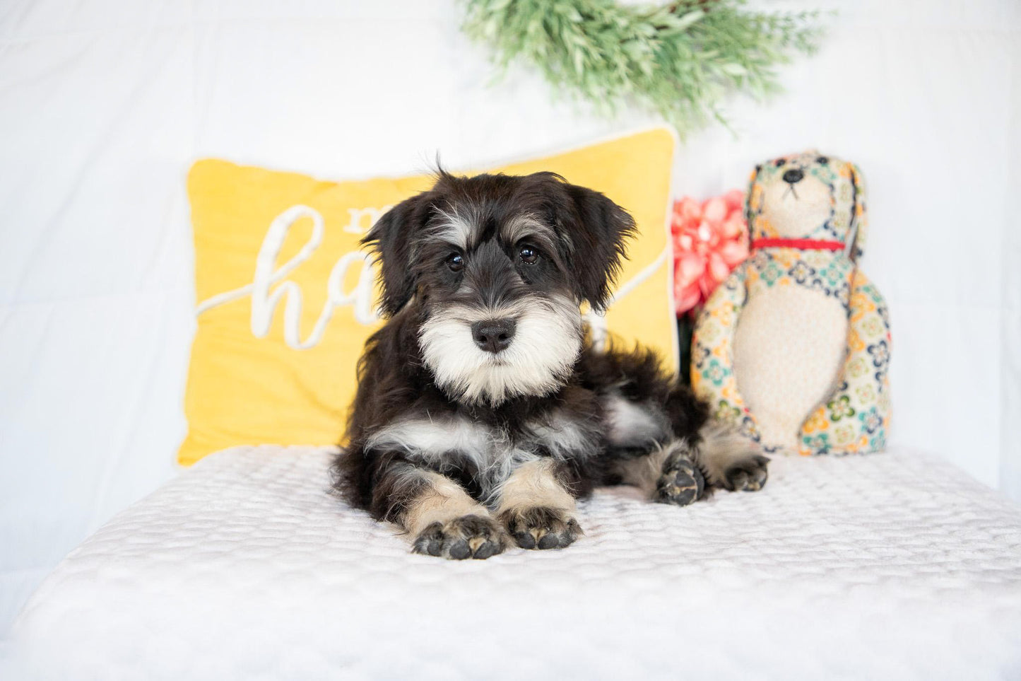 Koby-Miniature Schnauzer Male