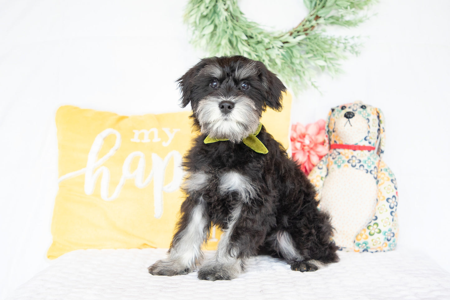Kiki-Female Miniature Schnauzer