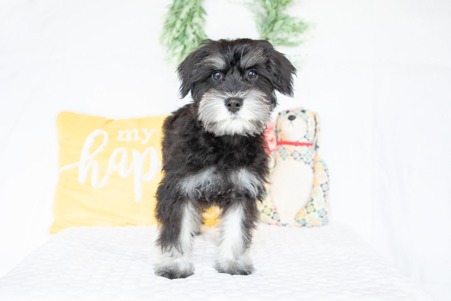 Kiki-Female Miniature Schnauzer