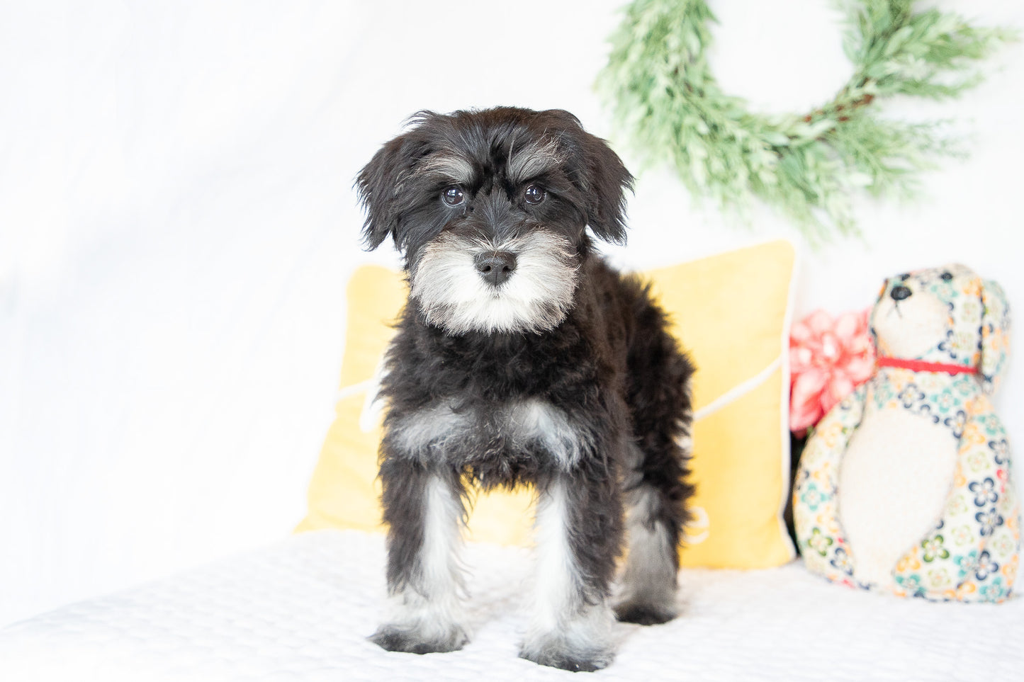 Kiki-Female Miniature Schnauzer