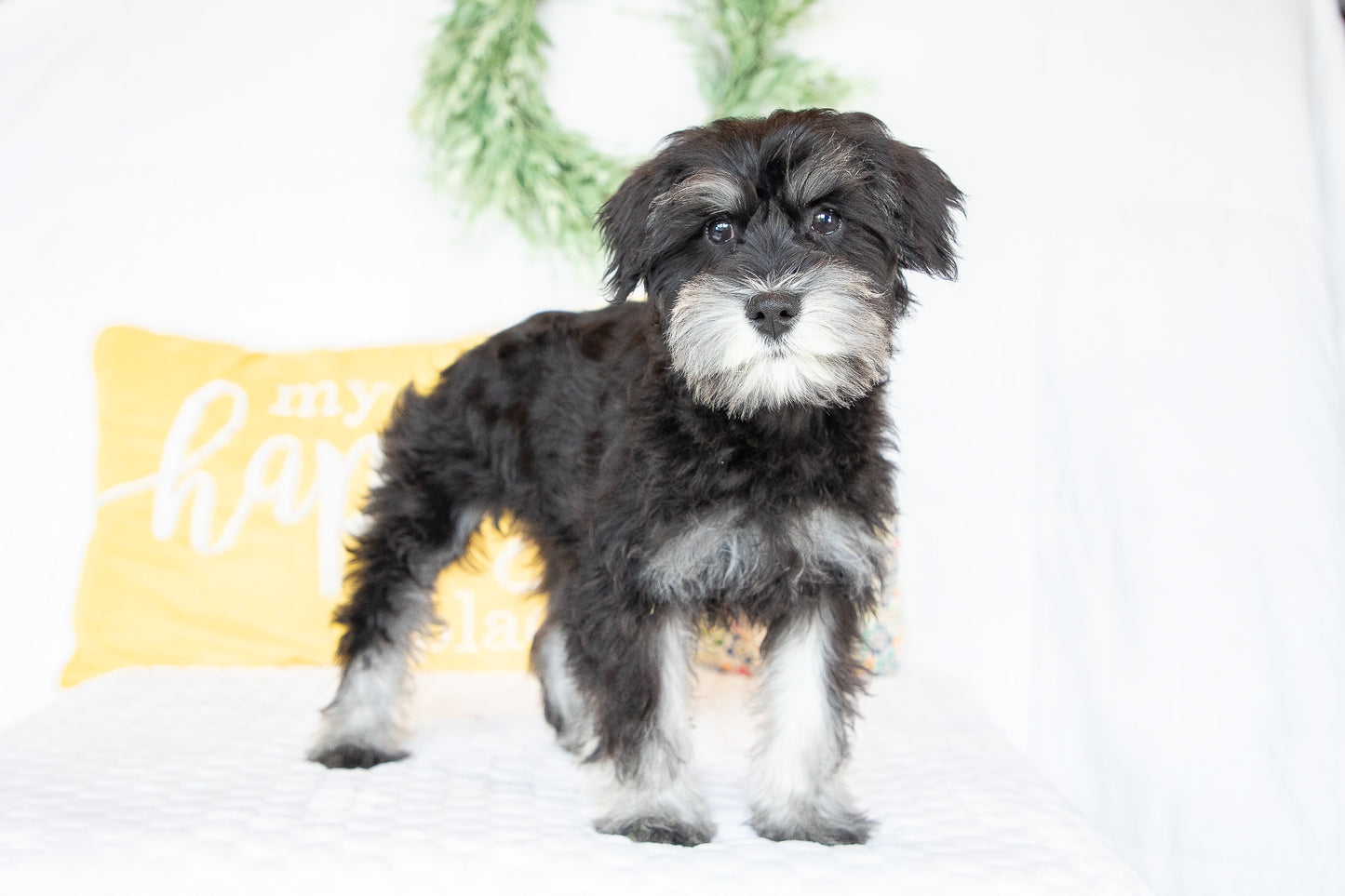 Kiki-Female Miniature Schnauzer