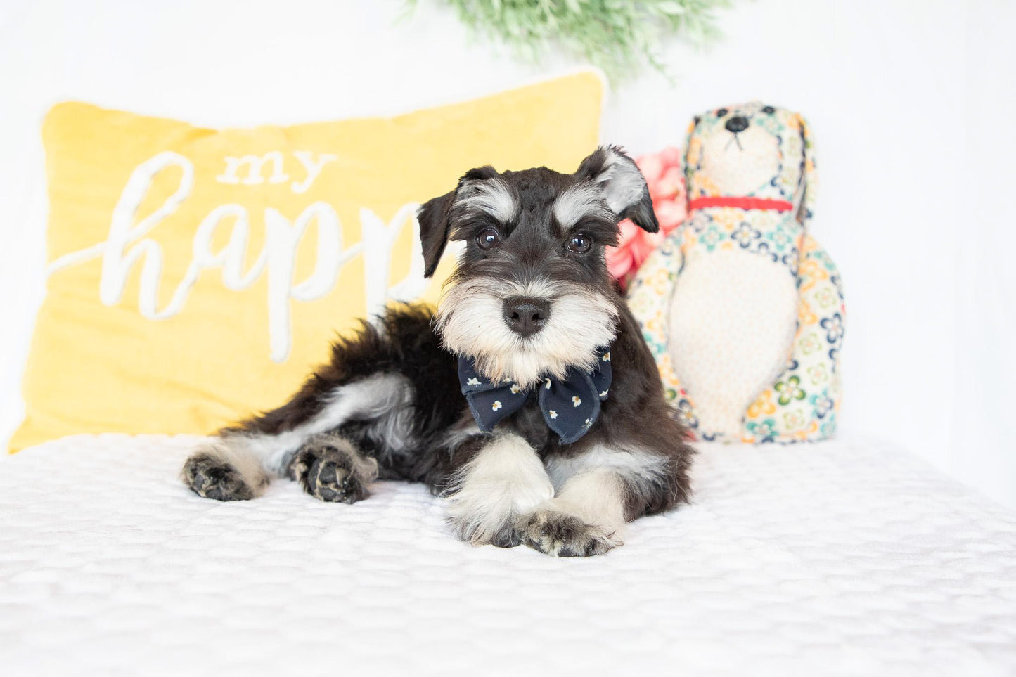 Lydia-Miniature Schnauzer Female