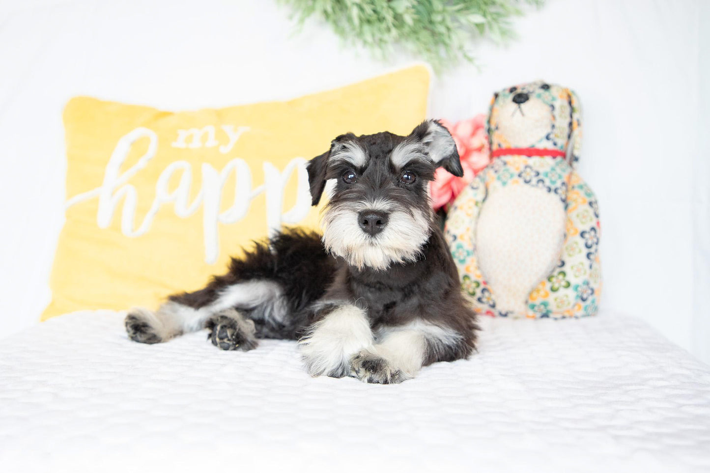 Lydia-Miniature Schnauzer Female