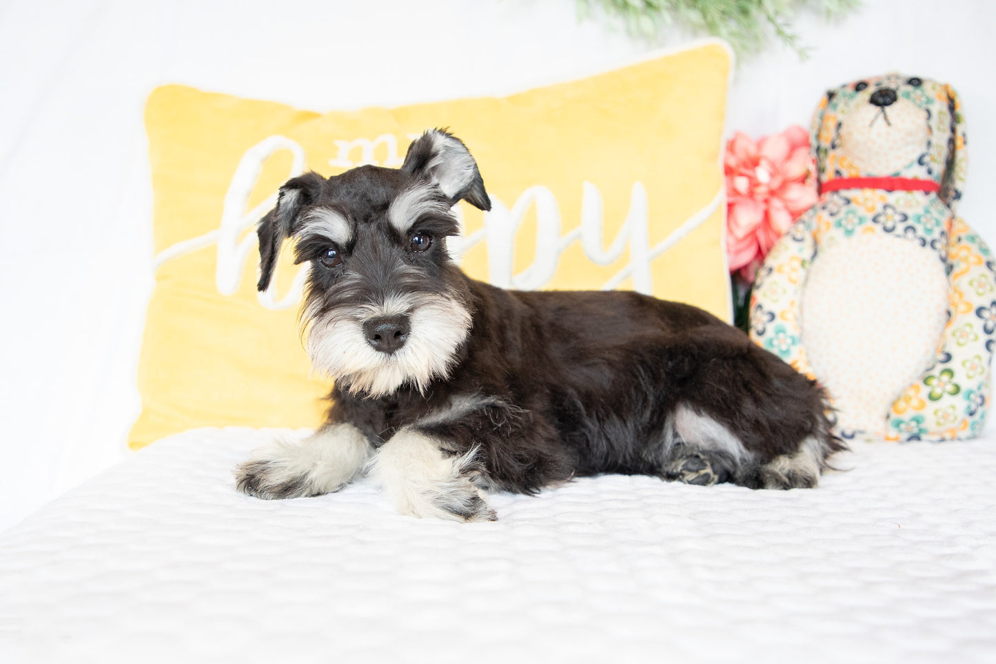 Lydia-Miniature Schnauzer Female