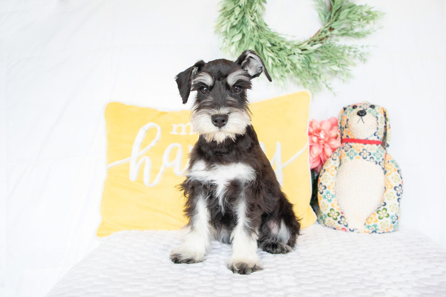 Lydia-Miniature Schnauzer Female