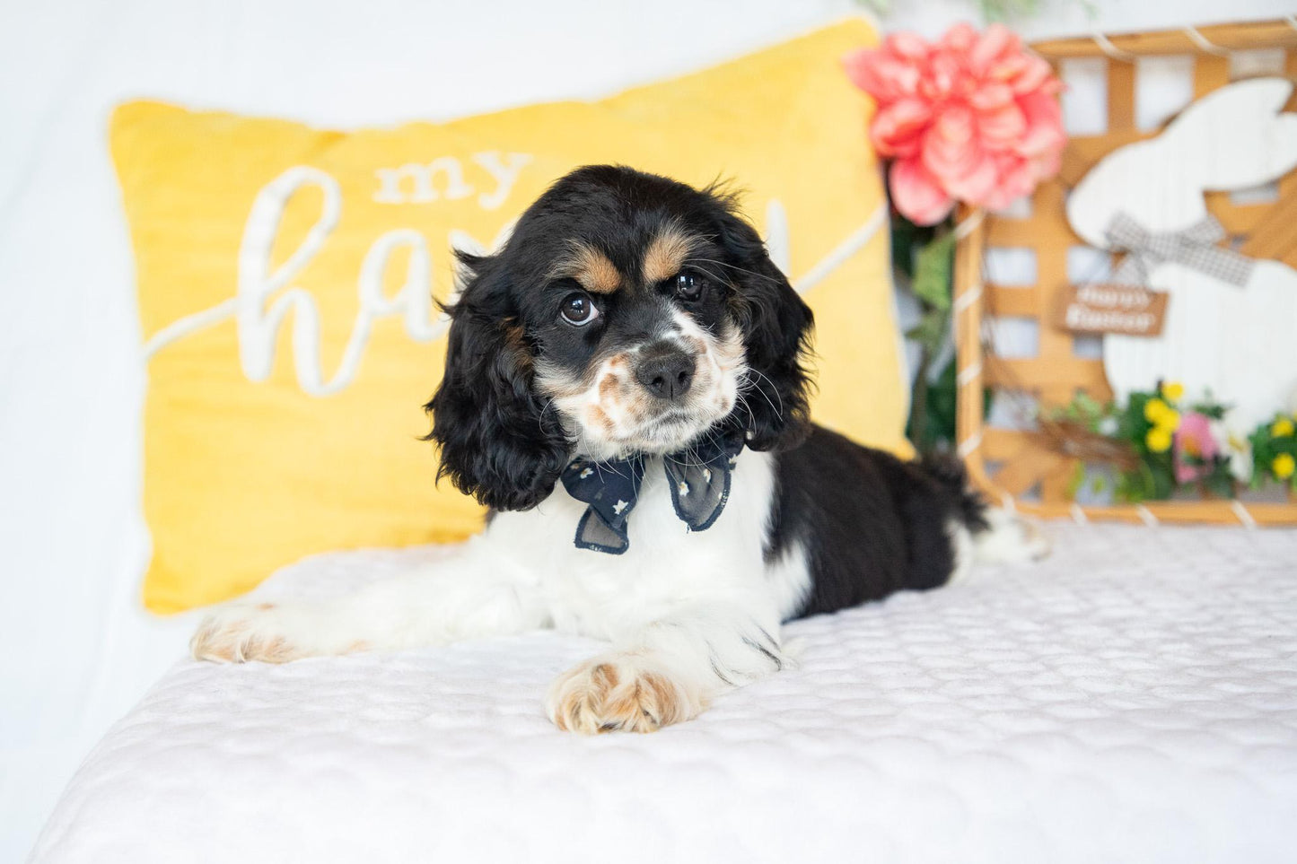 Fannie-Cocker Spaniel Female