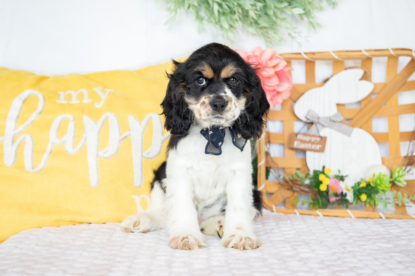 Fannie-Cocker Spaniel Female