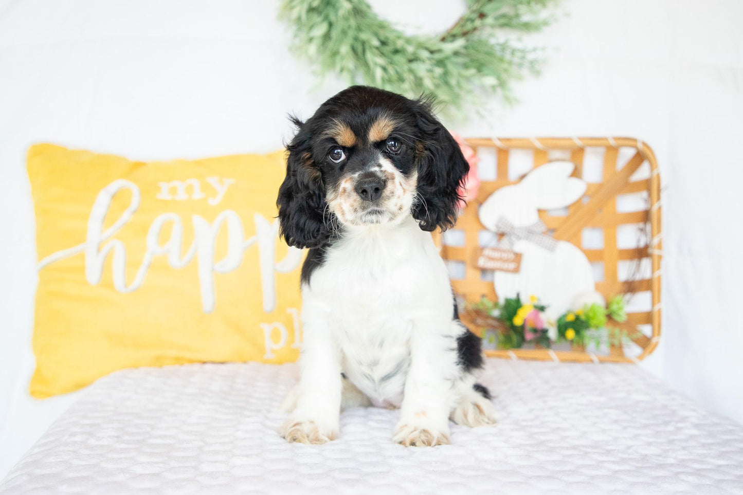 Fannie-Cocker Spaniel Female