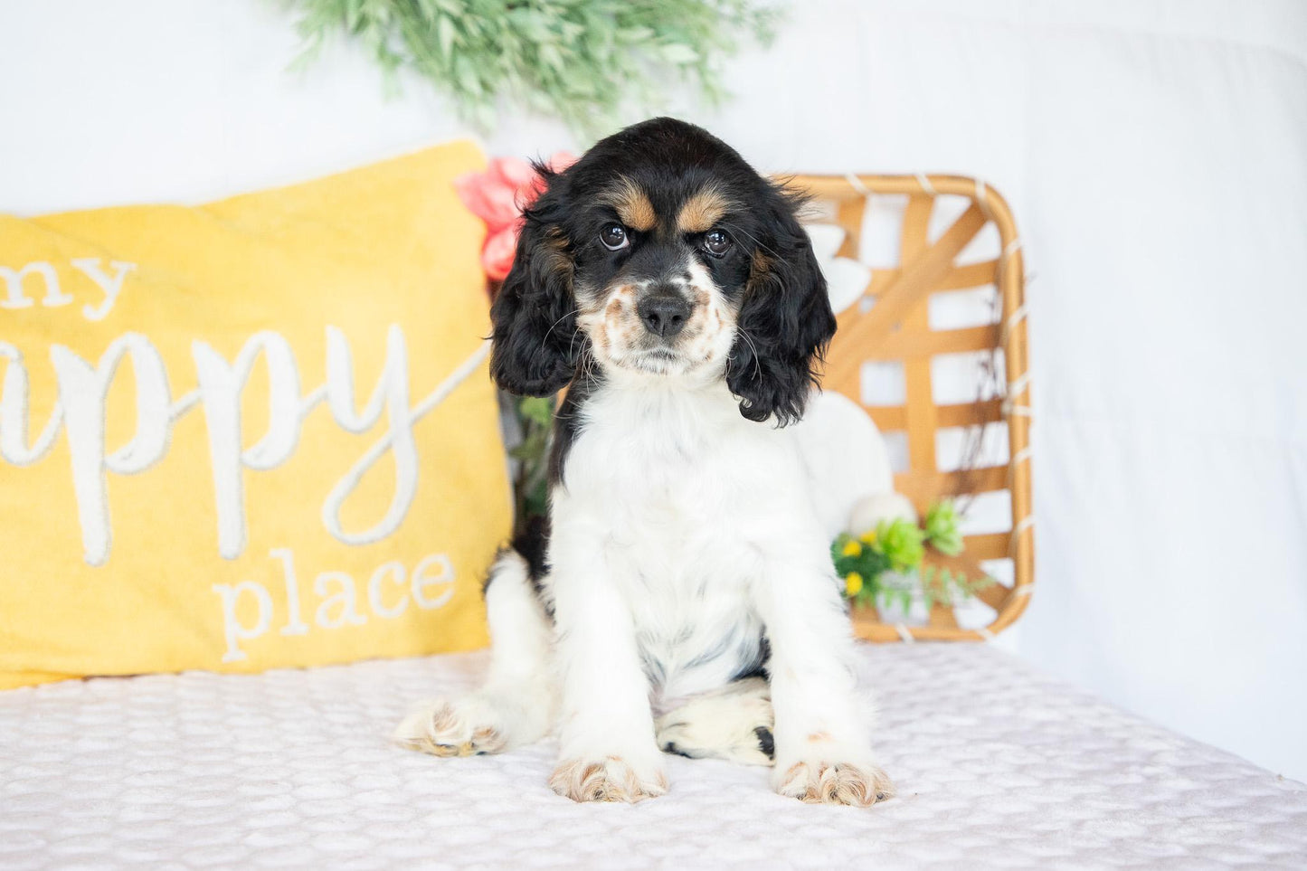 Fannie-Cocker Spaniel Female