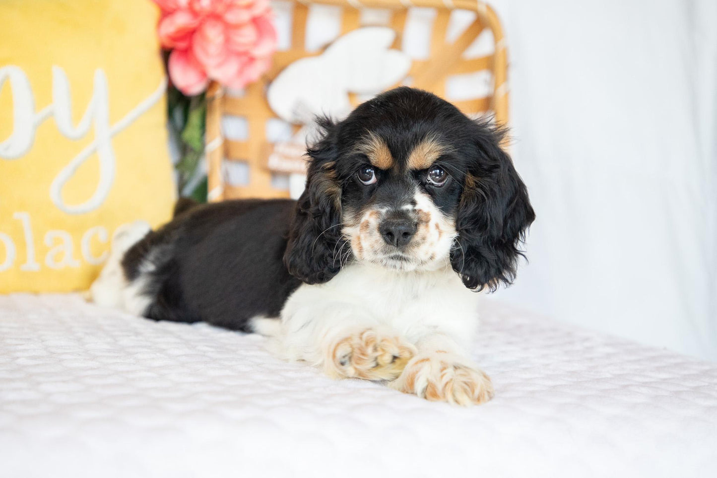 Fannie-Cocker Spaniel Female