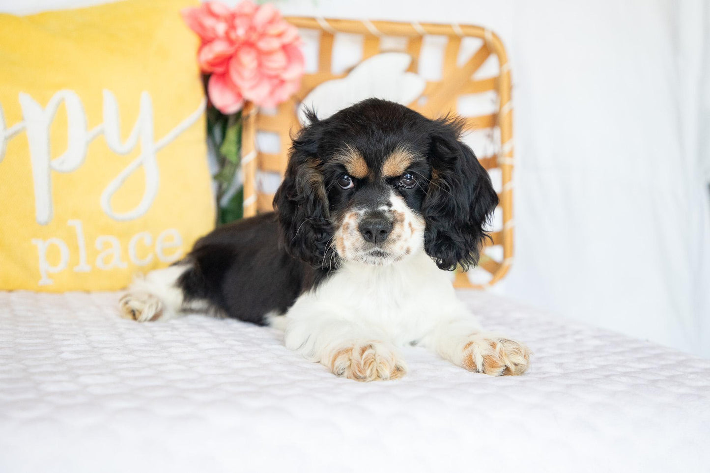 Fannie-Cocker Spaniel Female