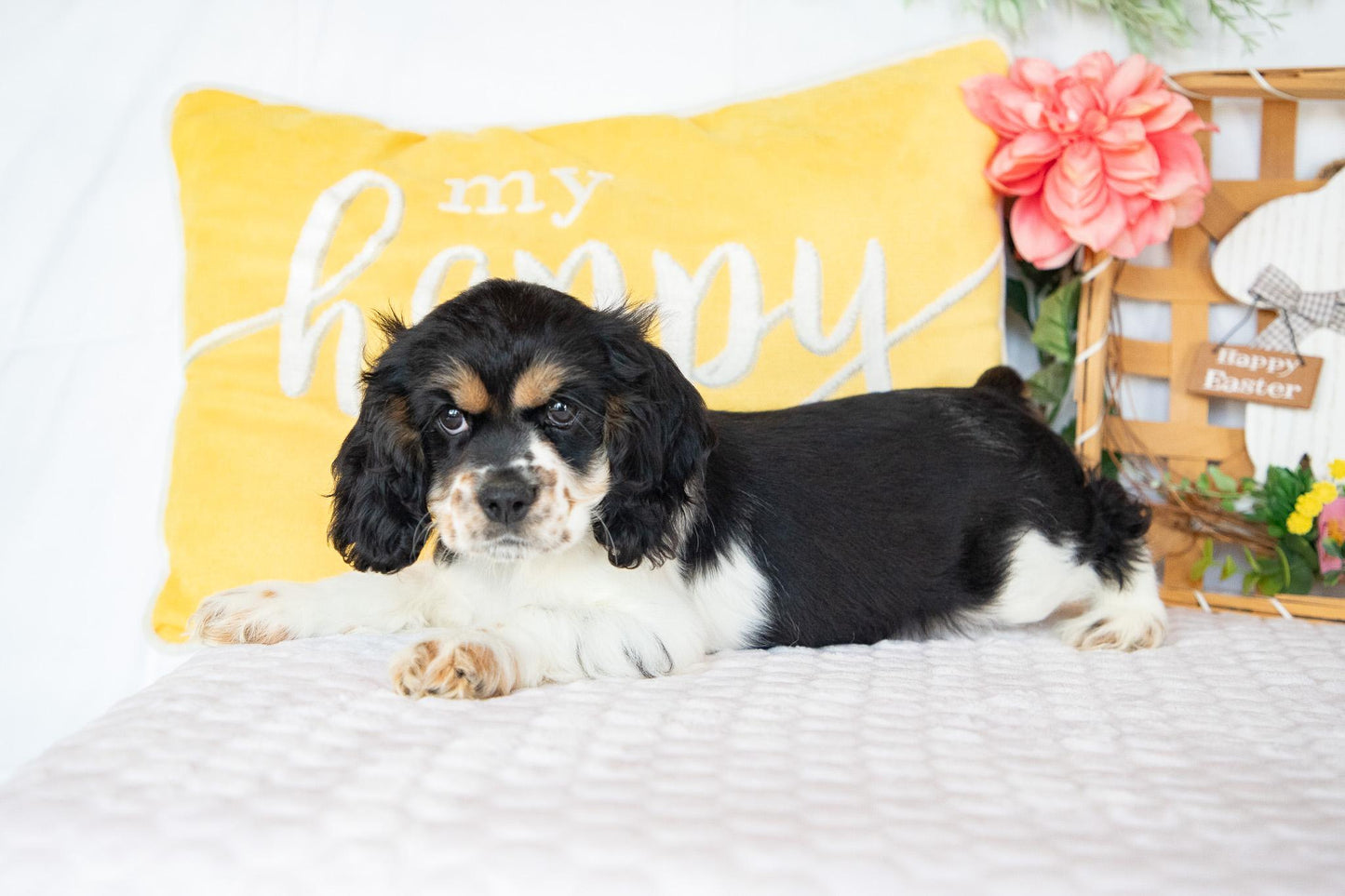 Fannie-Cocker Spaniel Female
