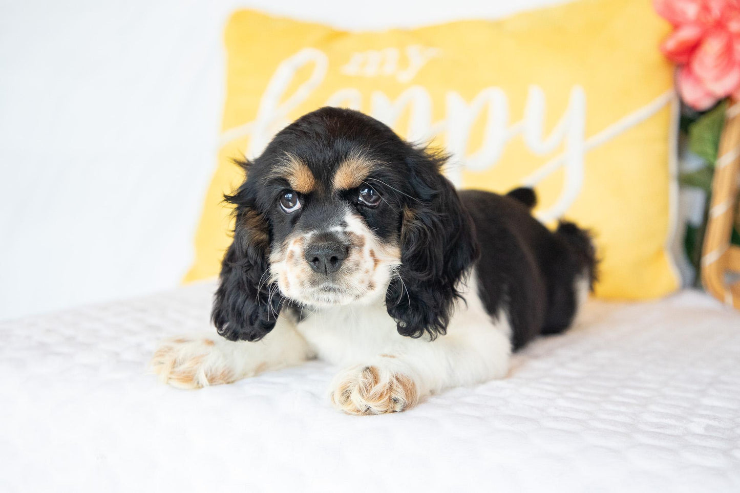 Fannie-Cocker Spaniel Female