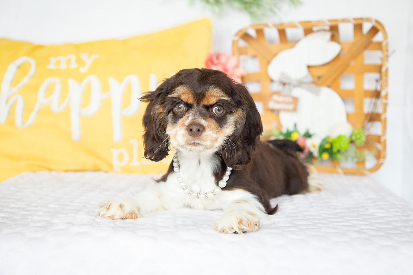 Florence-Cocker Spaniel Female