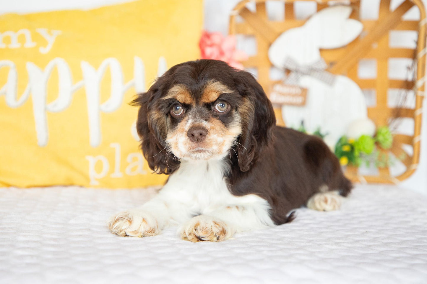 Florence-Cocker Spaniel Female