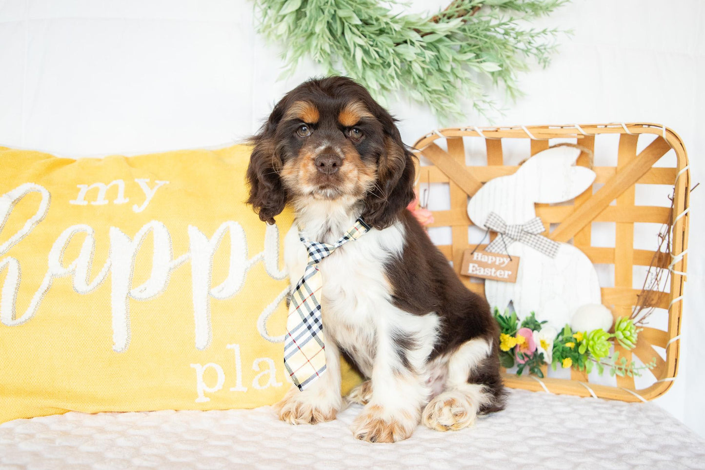 Freddie-Cocker Spaniel Male