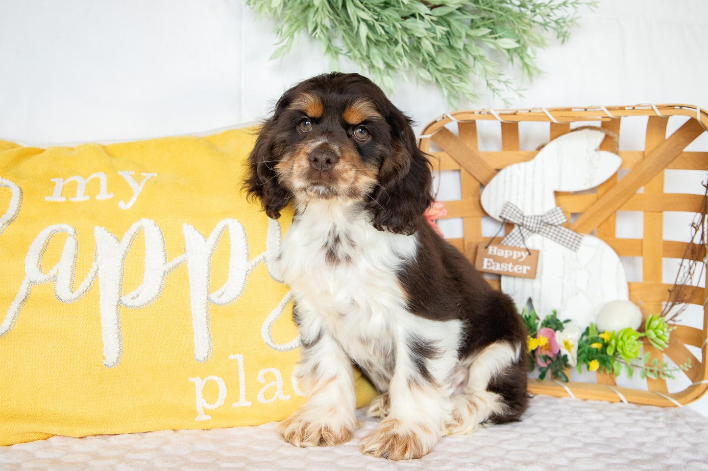 Freddie-Cocker Spaniel Male
