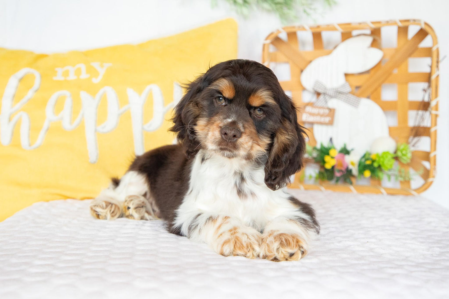 Freddie-Cocker Spaniel Male