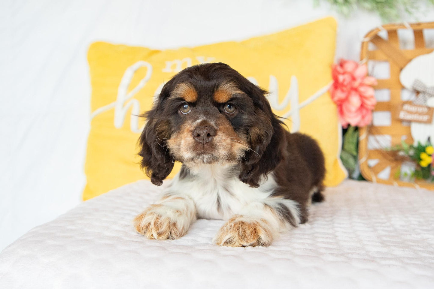 Freddie-Cocker Spaniel Male