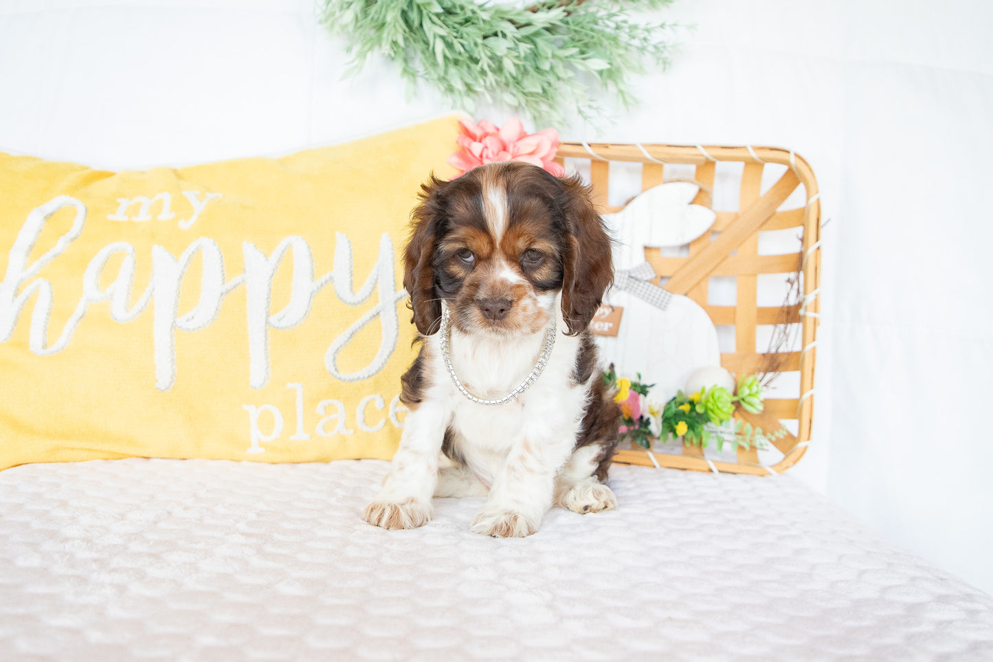 Marie-Cocker Spaniel Female