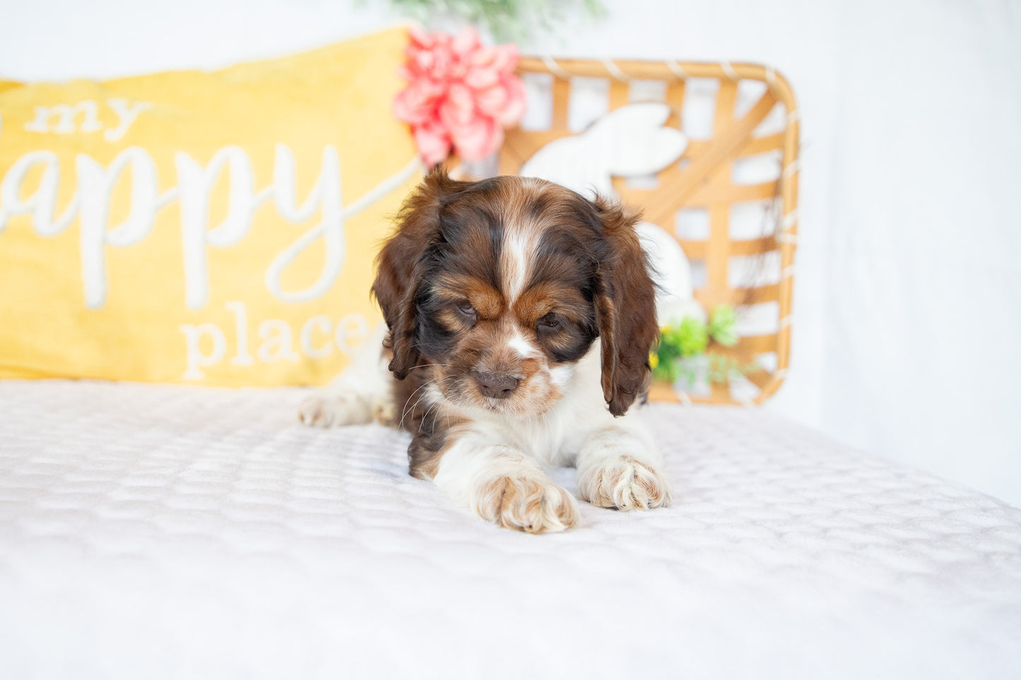 Marie-Cocker Spaniel Female