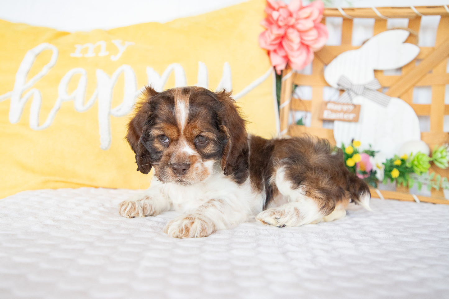 Marie-Cocker Spaniel Female