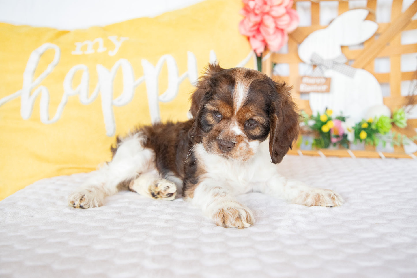Marie-Cocker Spaniel Female