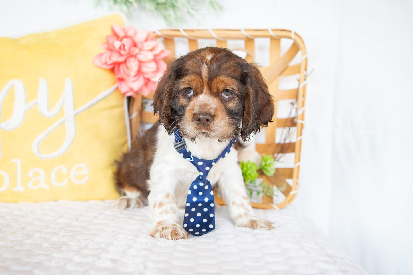 Murphy-Cocker Spaniel Male
