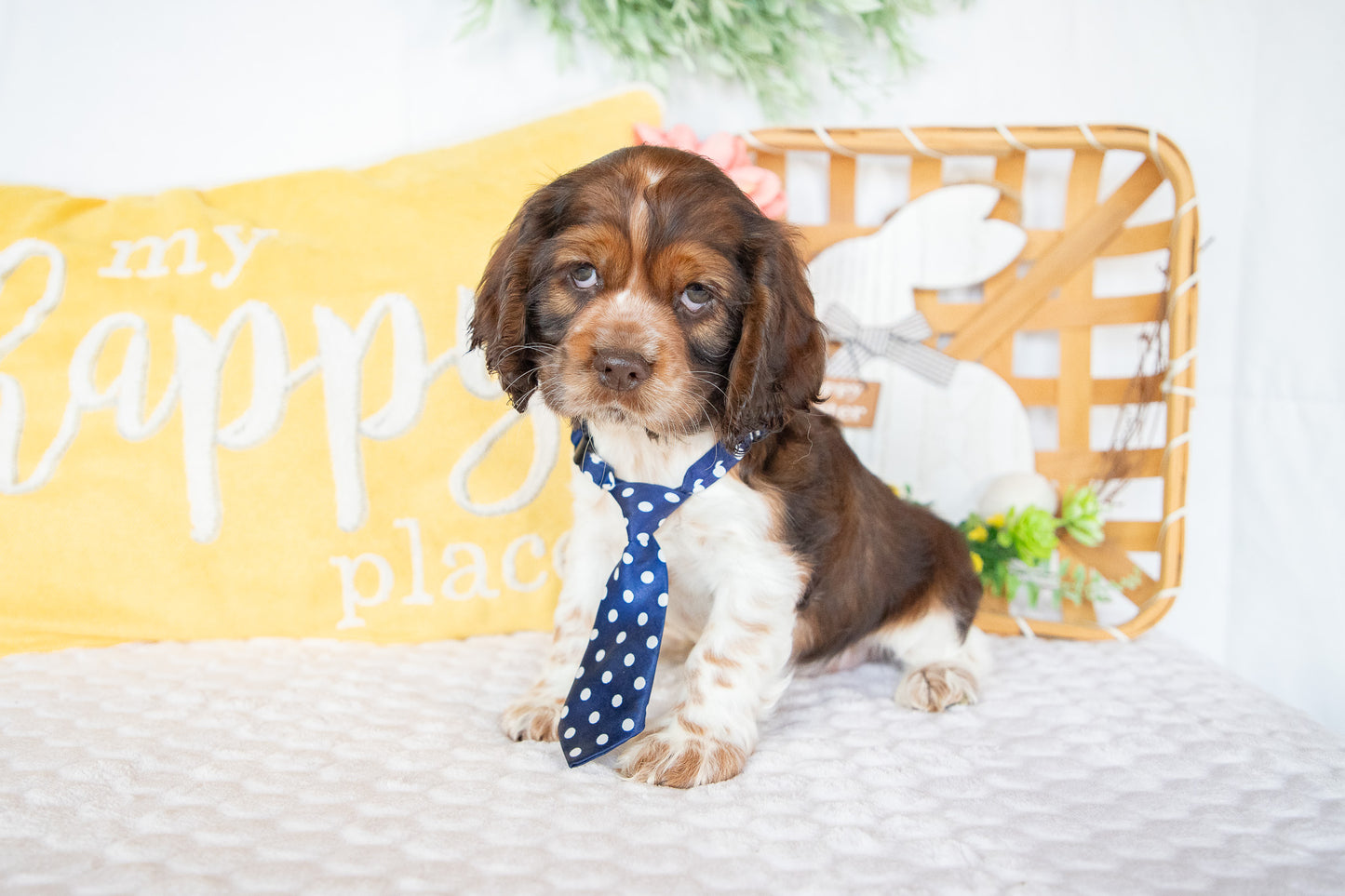Murphy-Cocker Spaniel Male