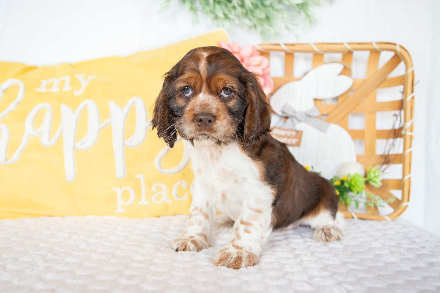 Murphy-Cocker Spaniel Male