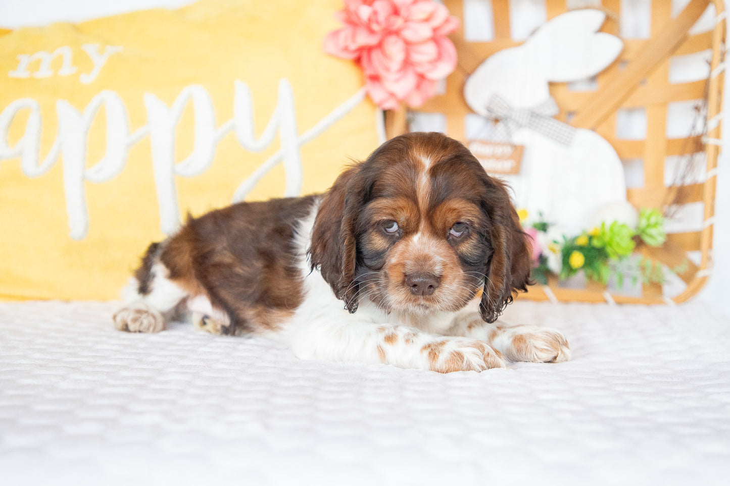 Murphy-Cocker Spaniel Male