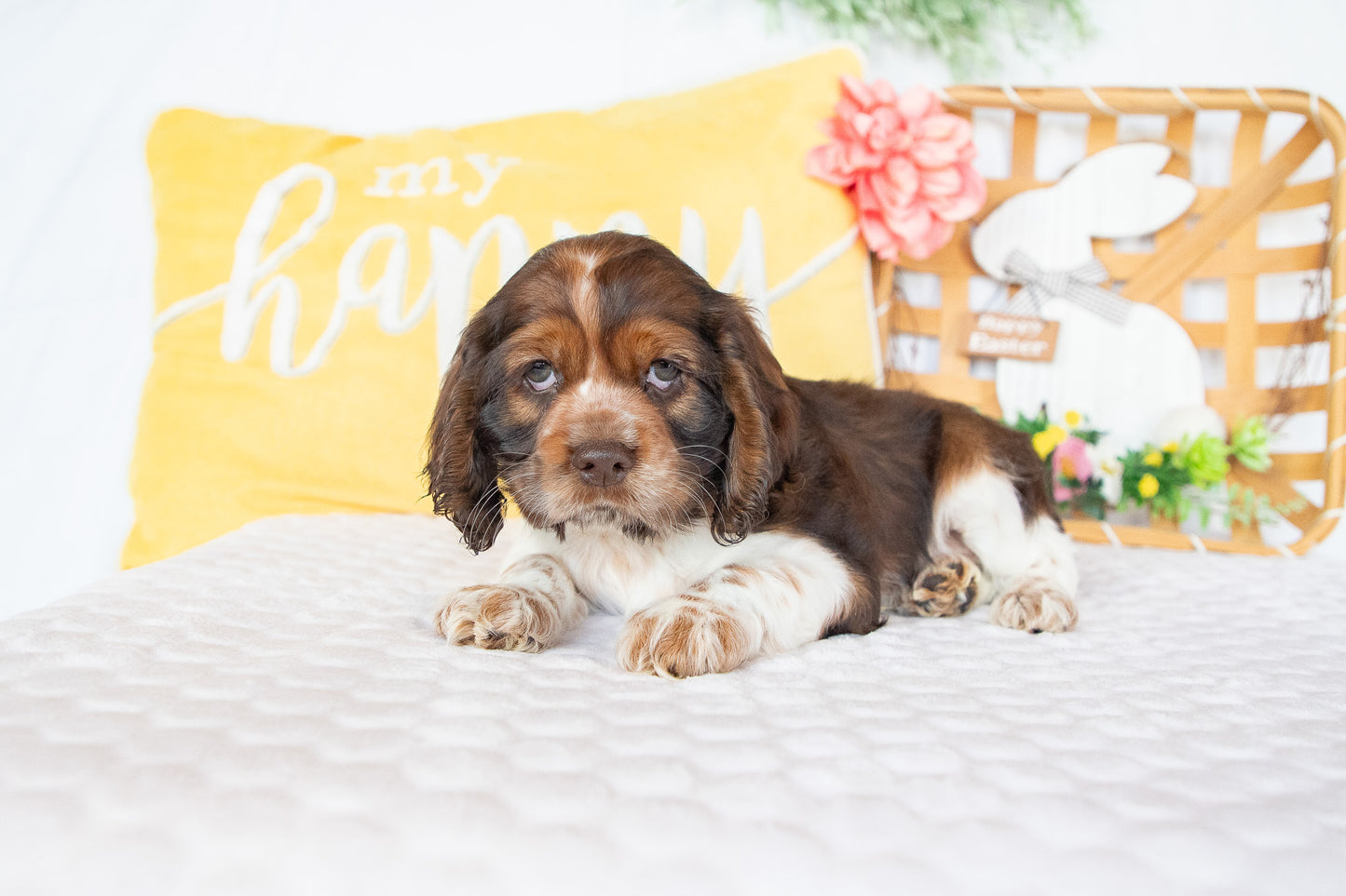 Murphy-Cocker Spaniel Male