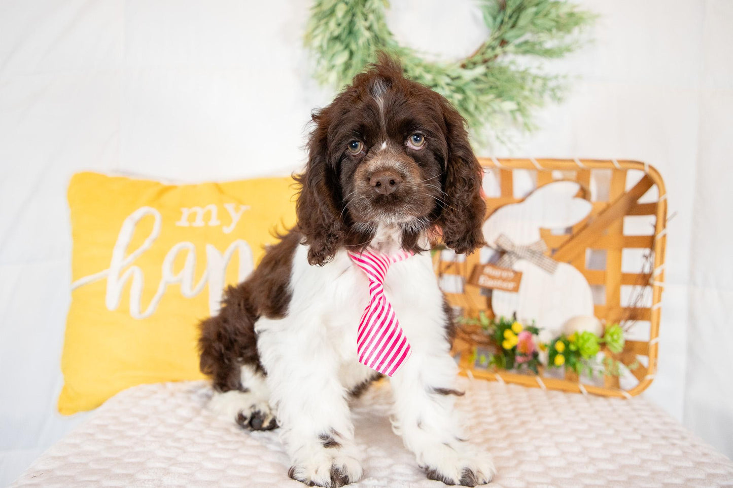 Pan-Cocker Spaniel Male