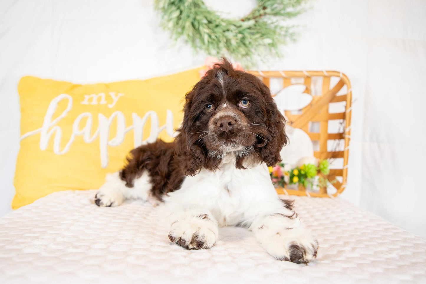 Pan-Cocker Spaniel Male