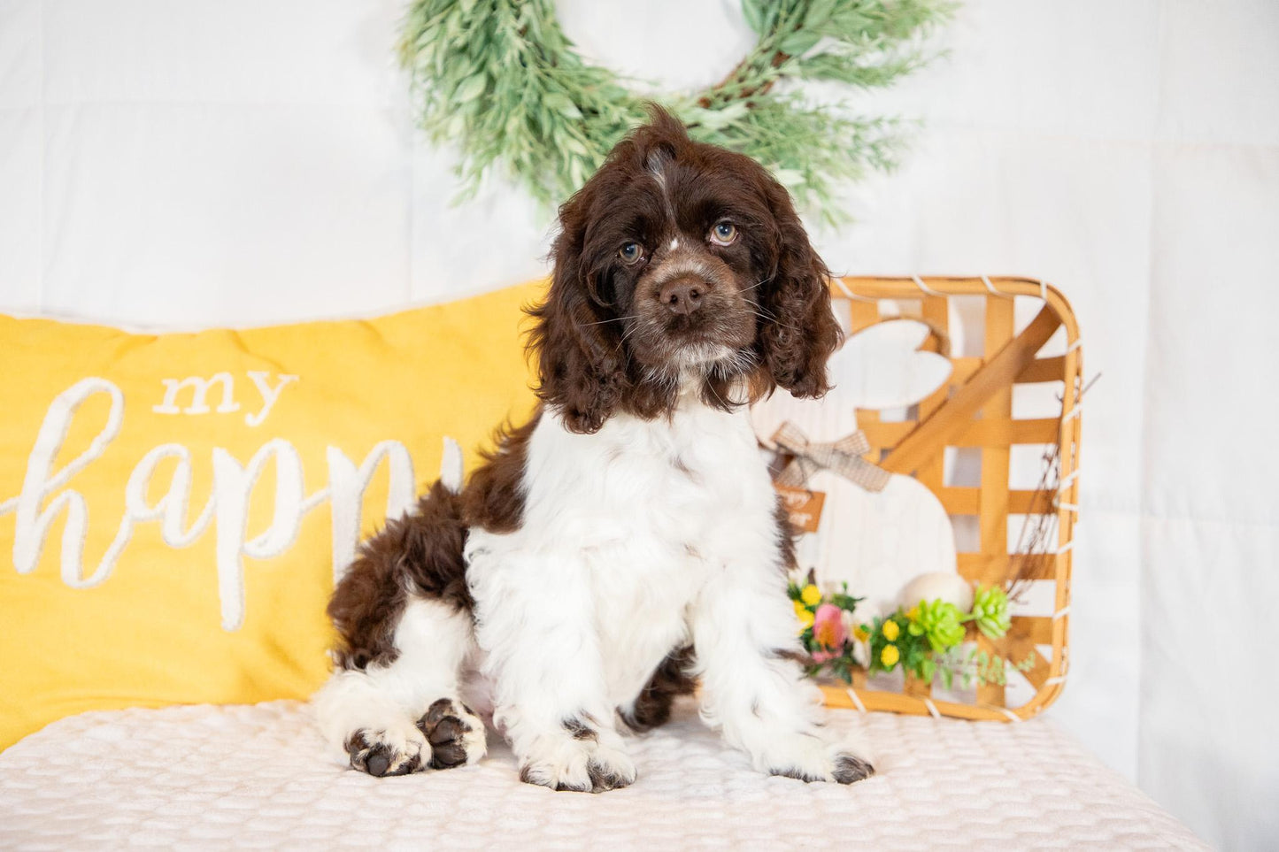 Pan-Cocker Spaniel Male