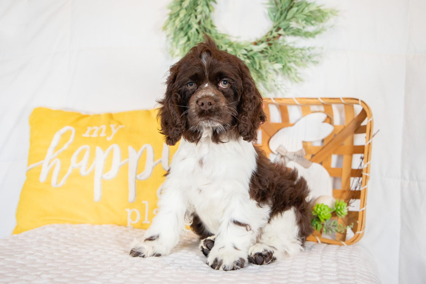Pan-Cocker Spaniel Male