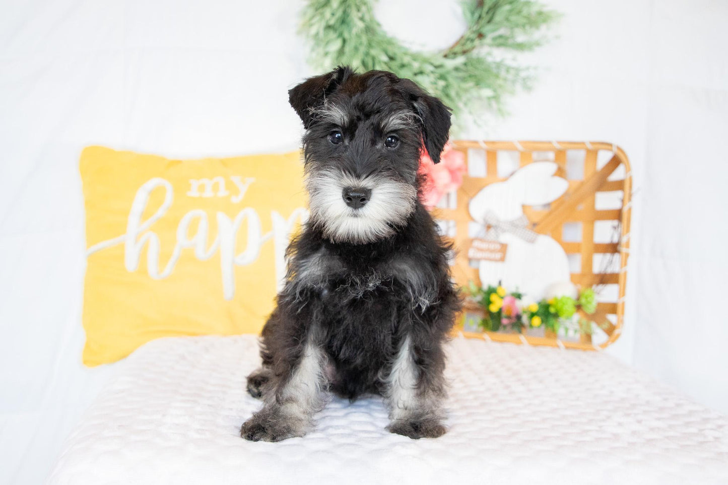 Shadow- Miniature Schnauzer Male