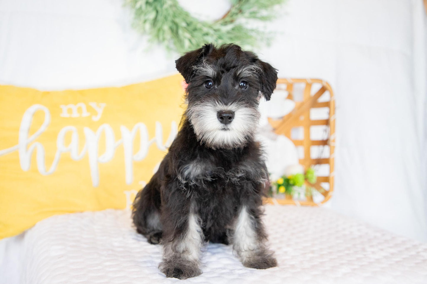 Shadow- Miniature Schnauzer Male