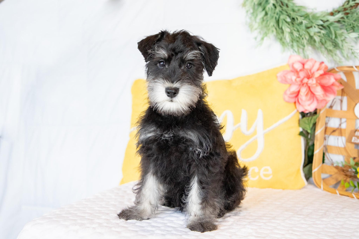 Shadow- Miniature Schnauzer Male