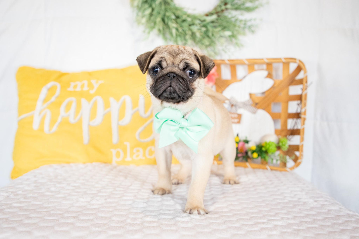 Violet-Pug Female