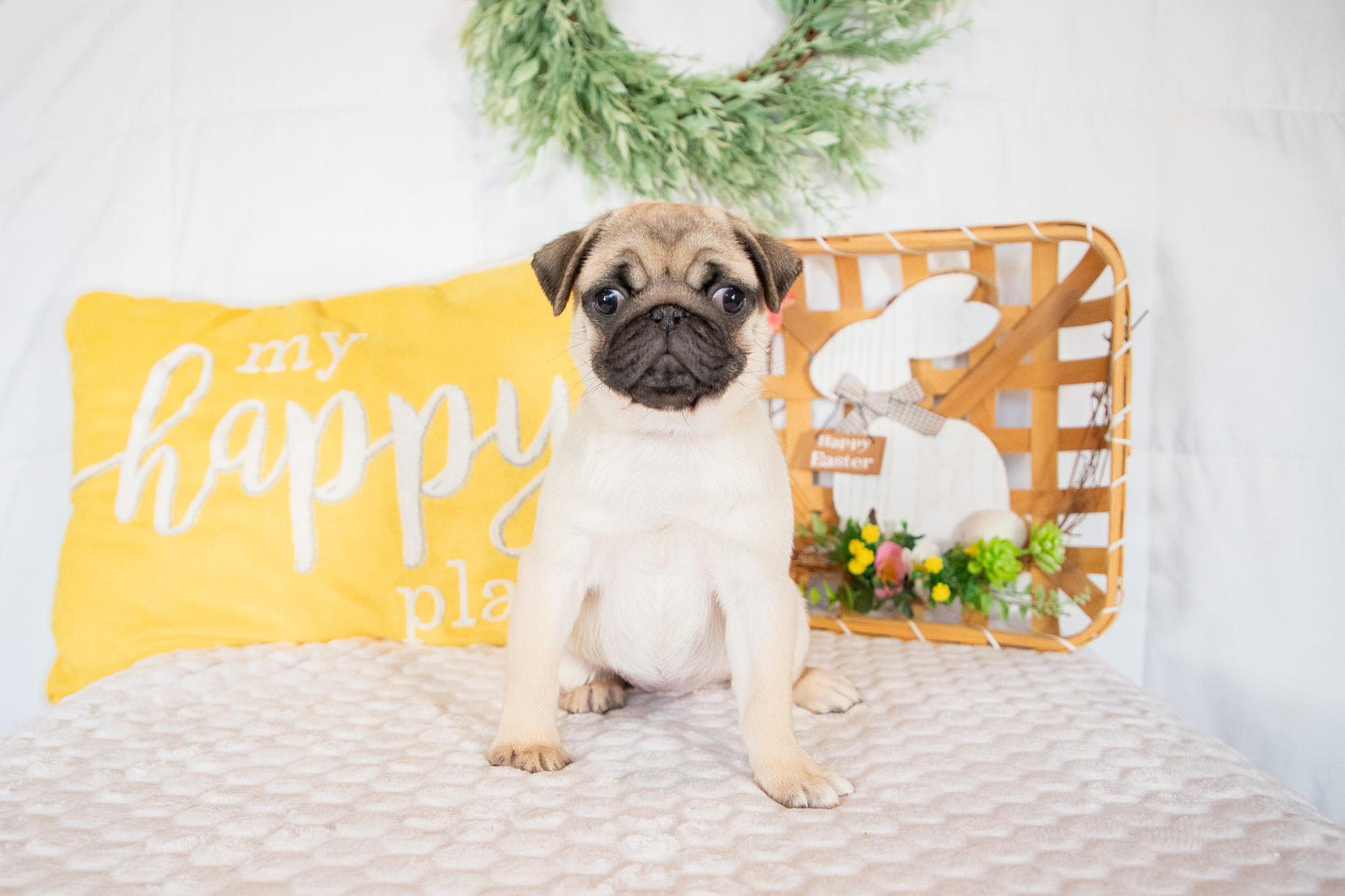 Violet-Pug Female