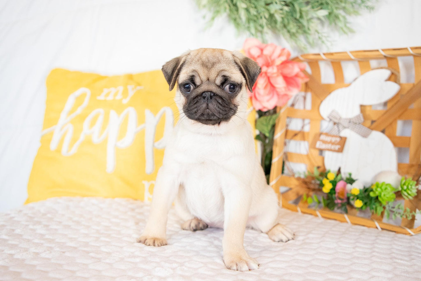 Violet-Pug Female